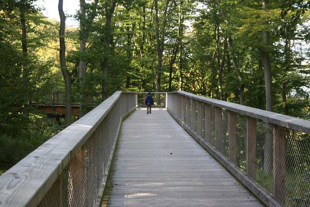 Treetop path - Natural Heritage Centre