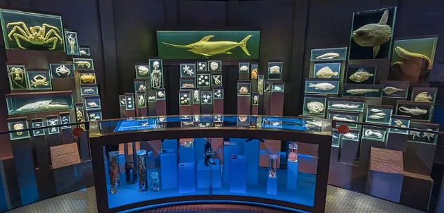 Ozeaneum