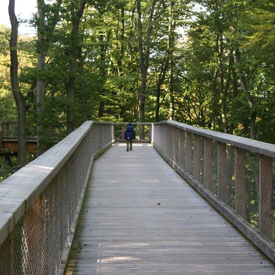 Baumwipfelpfad - Naturerbezentrum