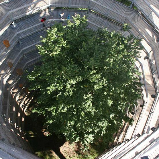 Treetop path - Natural Heritage Centre