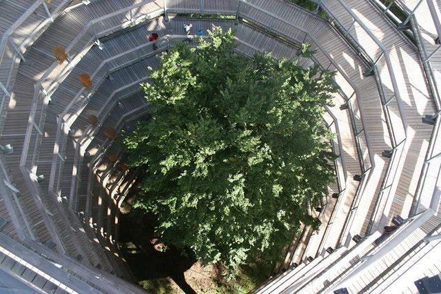 Treetop path - Natural Heritage Centre